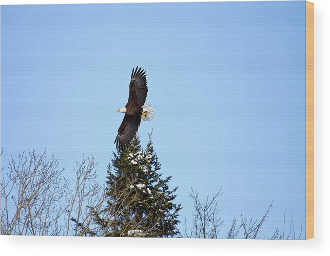 Bald Eagle Wood Print featuring the photograph The Fly By by Gary Smith