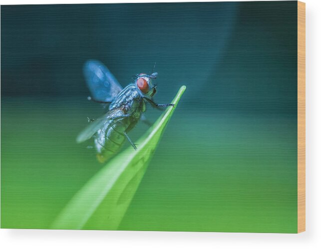 Nature Wood Print featuring the photograph The Fly by Jonathan Nguyen