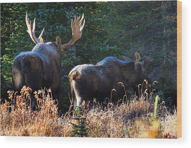 Moose Wood Print featuring the photograph The Frost is on the Moose's by Jim Garrison