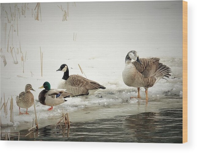 Birds Wood Print featuring the photograph The Gangs All Here by Lori Lafargue