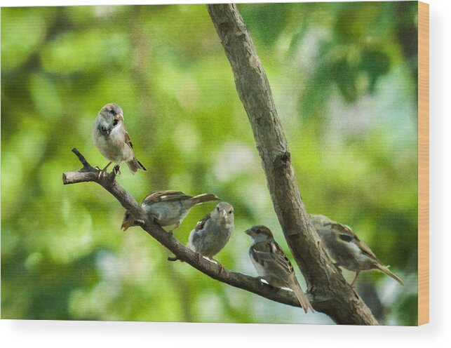 Birds Wood Print featuring the photograph The Gossip Branch by Cathy Kovarik