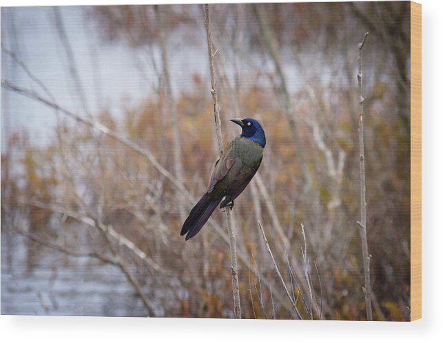 Common Grackle Wood Print featuring the photograph The Grackle by Steve L'Italien