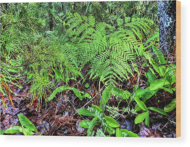 The Green Of The Forest Floor Wood Print featuring the photograph The Green of the Forest Floor by JC Findley