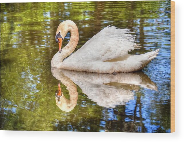 Swan Wood Print featuring the photograph The hammy Swan by Ronda Ryan