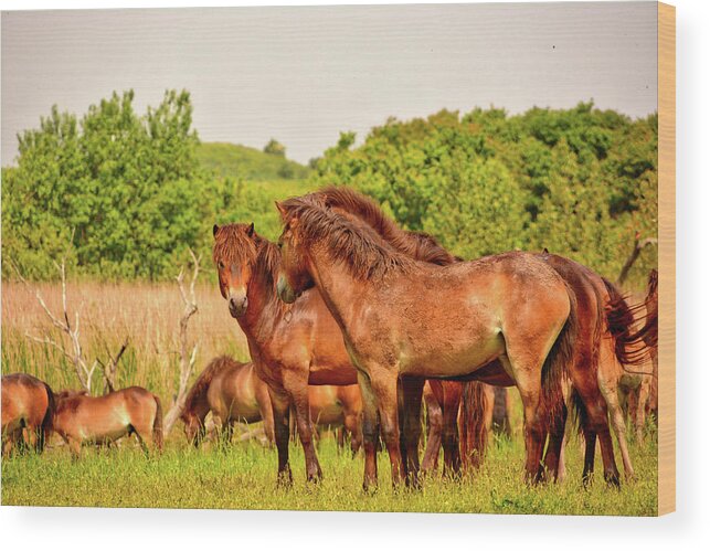 Animals Wood Print featuring the photograph The herd 2 by Ingrid Dendievel