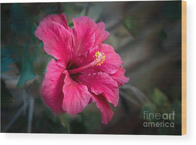 Hibiscus Wood Print featuring the photograph The Hibiscus by Robert Bales