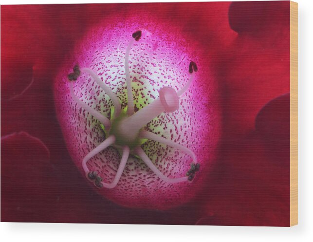 Gloxinia Wood Print featuring the photograph The Innerspace by Terence Davis