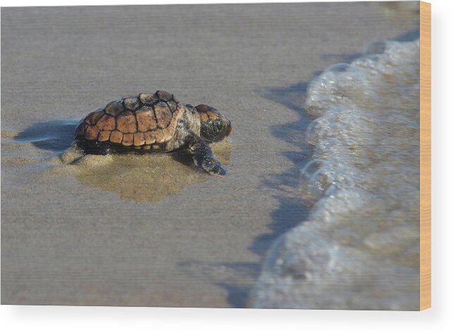 Loggerhead Sea Turtle Wood Print featuring the photograph The Journey Home. by Evelyn Garcia