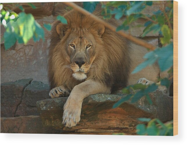 Lion Wood Print featuring the photograph The King by Jonas Wingfield