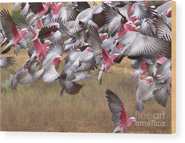 Flock Galahs Taking Off Australian Fauna Birds Wildlife Take Aerial Mass Wood Print featuring the photograph The Last One in the Air by Bill Robinson