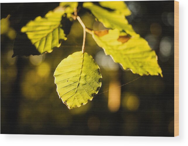 Bokeh Wood Print featuring the photograph The Leaves by Marcus Karlsson Sall