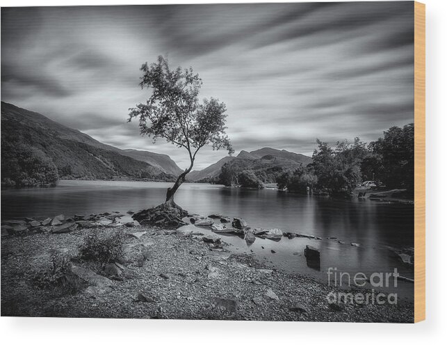 Llyn Padarn Wood Print featuring the photograph The lonely tree at Llyn Padarn lake - Part 2 by Mariusz Talarek