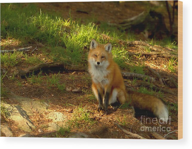 Fox Wood Print featuring the photograph The look of love by Heather King