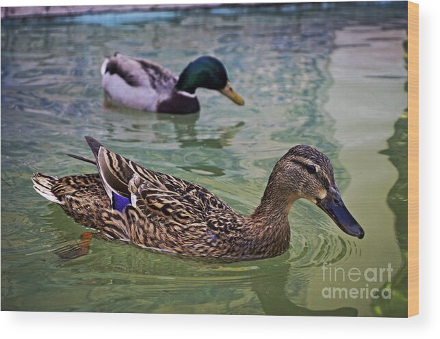 Swimming Wood Print featuring the photograph The Mallard Pair by Mary Machare