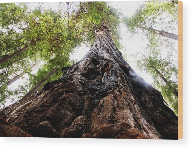 Trees Wood Print featuring the photograph The Mighty Redwood by Charlene Reinauer