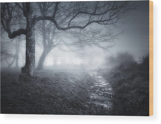 Scary Wood Print featuring the photograph The old forest by Mikel Martinez de Osaba