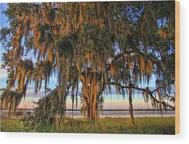 Oak Tree Wood Print featuring the photograph The Old Oak Tree by HH Photography of Florida