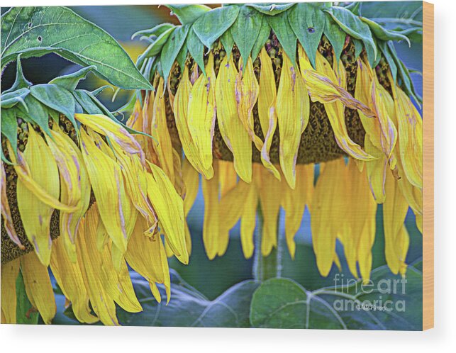 Sunflowers Wood Print featuring the photograph The Old Sunflowers by Jale Fancey