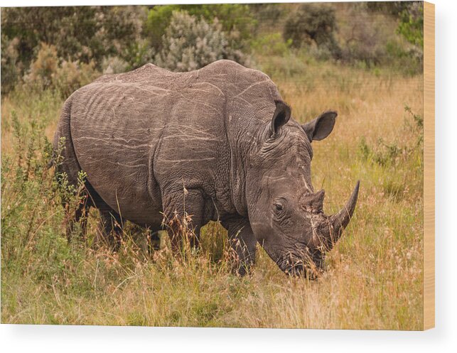 Africa Wood Print featuring the photograph The Last male Northern White Rhino by Mitchell R Grosky