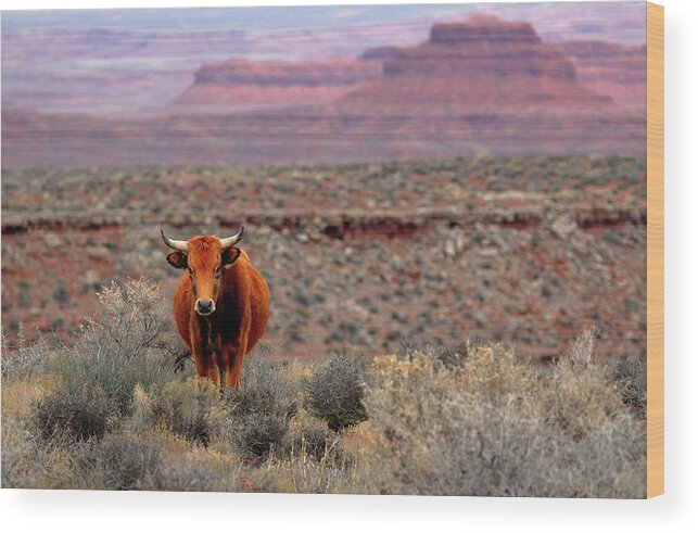 Open Wood Print featuring the photograph The Open Range 2 by Nicholas Blackwell