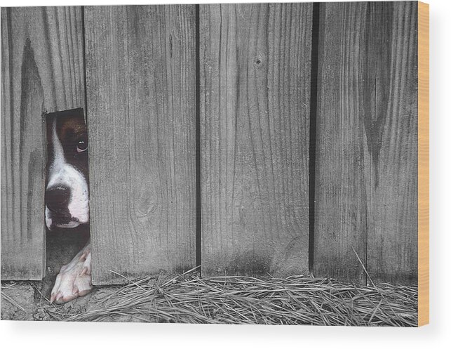 Escape Wood Print featuring the photograph Captive #1 by DArcy Evans