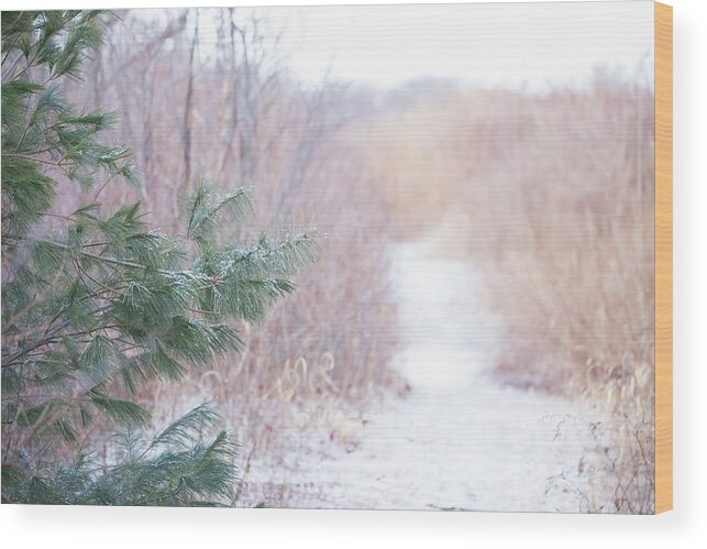 Pine Needles Tree Trees Snow Snowy Snowing Winter Cold Moody Path Outside Outdoors Nature Natural Newengland New England Ma Mass Massachusetts Plum Island Reservation Ice Icy Landscape Wood Print featuring the photograph The Path Untraveled by Brian Hale
