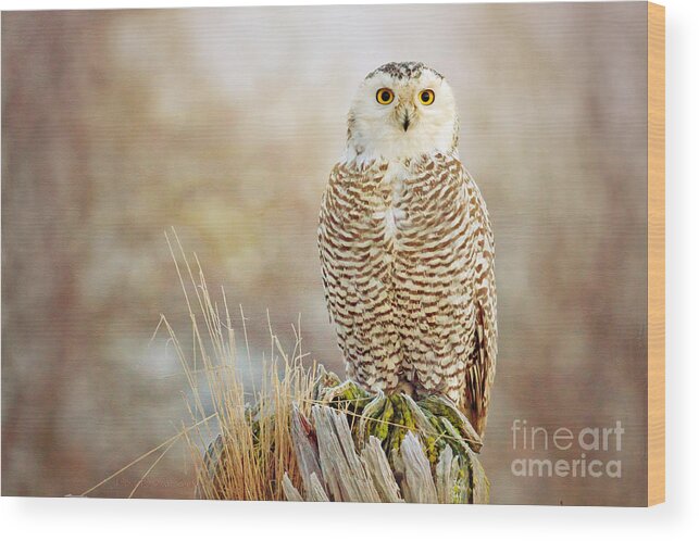 Snowy Owl Wood Print featuring the photograph The Perch by Beve Brown-Clark Photography