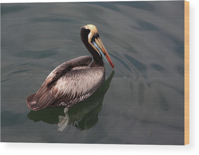 Pelican Wood Print featuring the photograph The Peruvian Pelican #2 by Aidan Moran