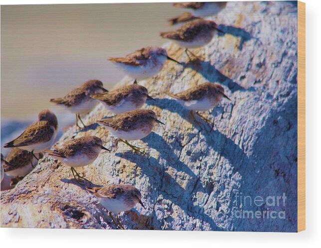 Birds Wood Print featuring the photograph The piper social gathering by Jeff Swan