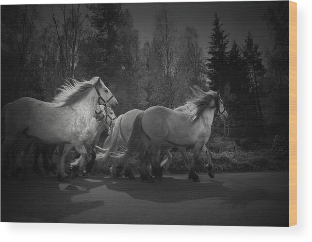 Horse Wood Print featuring the photograph The Queen's Horses by Dorit Fuhg