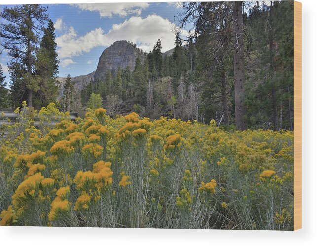 Humboldt-toiyabe National Forest Wood Print featuring the photograph The Road to Mt. Charleston Natural Area by Ray Mathis