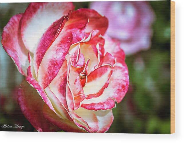 Chile Wood Print featuring the photograph The Rose by Andrew Matwijec