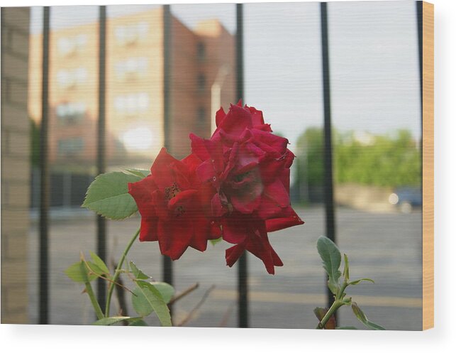  Rose Wood Print featuring the photograph The Rose Gate by Alan Chandler