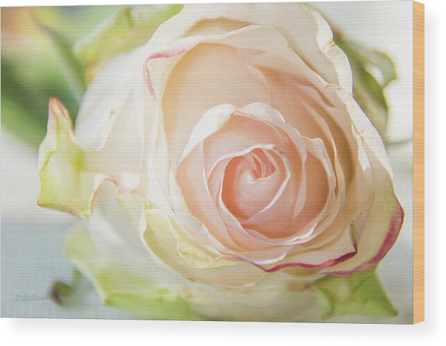 Rose Wood Print featuring the photograph The Rose by Pamela Williams