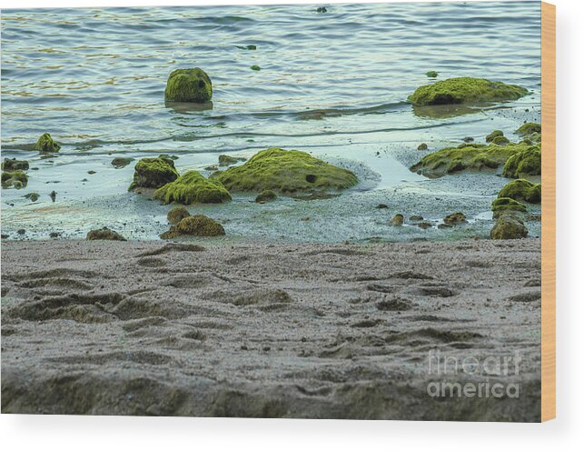 Michelle Meenawong Wood Print featuring the photograph The Seashore by Michelle Meenawong