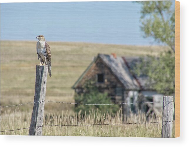 Hawk Wood Print featuring the photograph The Sentinel by Fiskr Larsen