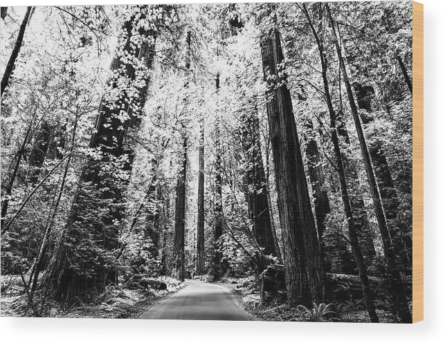 Forest Wood Print featuring the photograph The Silver Forest by Joseph S Giacalone