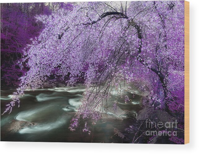 Spring Tree Wood Print featuring the photograph The Stream's Healing Rhythm by Michael Eingle