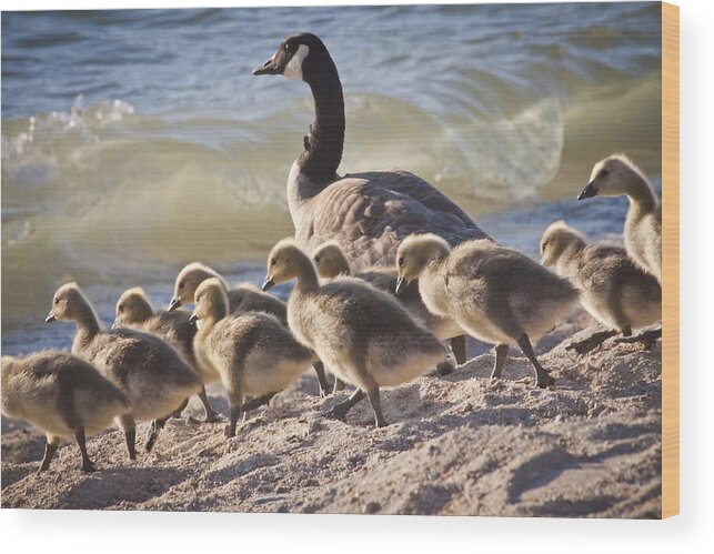 Canada Geese Wood Print featuring the photograph The Swimming Lesson by Albert Seger