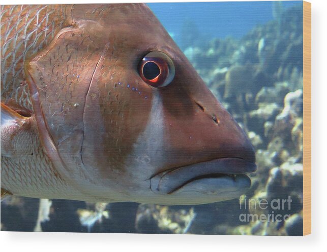 Underwater Wood Print featuring the photograph The Tear of a Dog Snapper by Daryl Duda