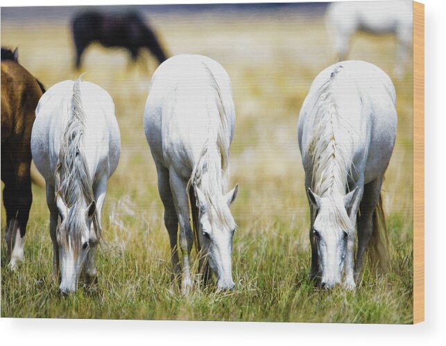 Horses Wood Print featuring the photograph The three amigos grazing by Bryan Carter