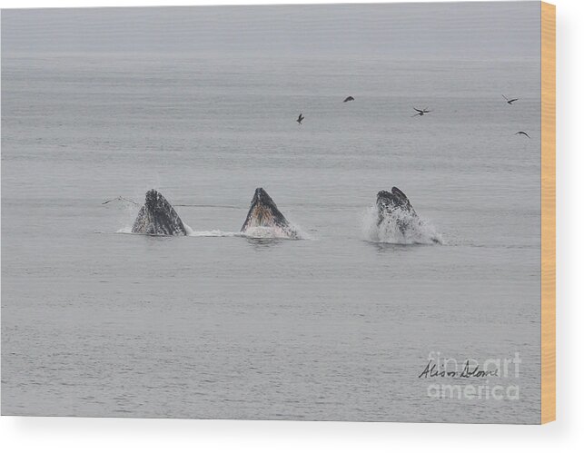 Whales Wood Print featuring the photograph The Three Amigos - Number Two by Alison Salome