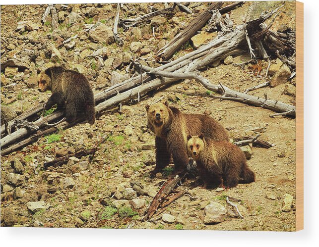 Grizzly Bear. Bears Wood Print featuring the photograph The Three Bears by Greg Norrell