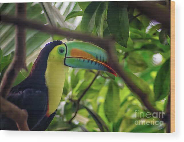 Michelle Meenawong Wood Print featuring the photograph The Toucan by Michelle Meenawong