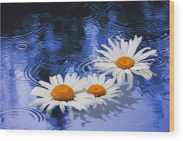 Daisies Wood Print featuring the photograph The Touch of Summer Rain by Barbara White