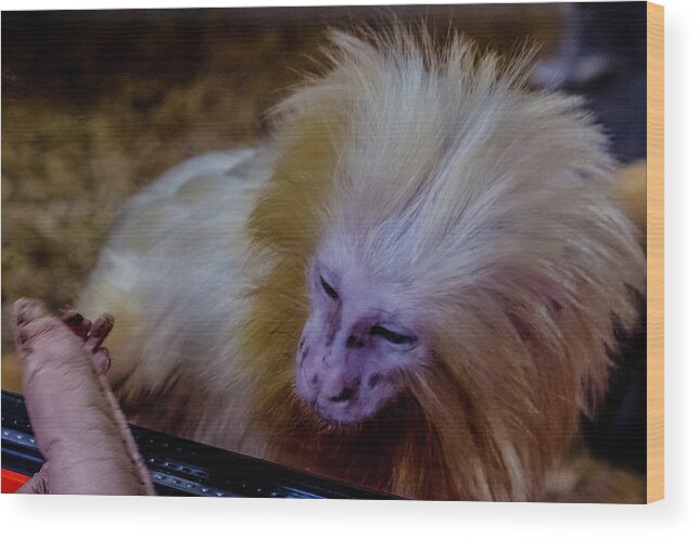 Little Monkey Wood Print featuring the photograph The touch by Wolfgang Stocker