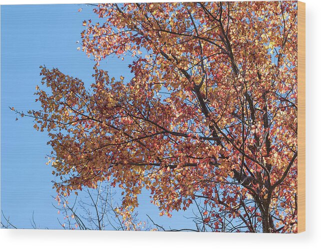 Tree Tops Wood Print featuring the photograph The Tree Tops 5 - by Julie Weber