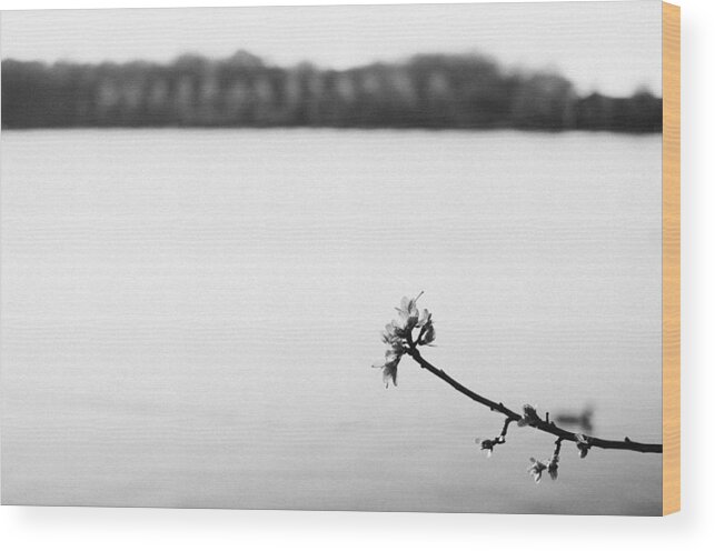 Black Wood Print featuring the photograph The Twig by Marcus Karlsson Sall