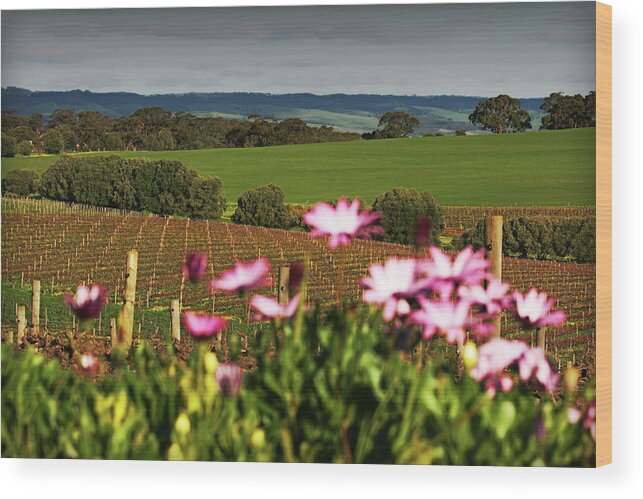 Vineyard Wood Print featuring the photograph The View Behind by Douglas Barnard