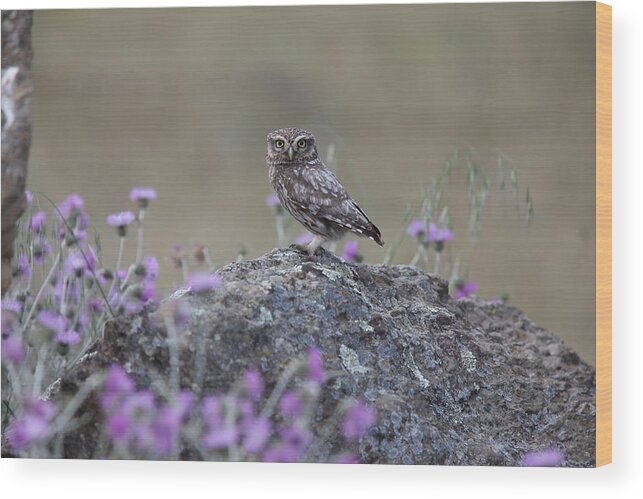 Little Owl Wood Print featuring the photograph The watcher watched by Tony Mills